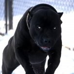 BlackDOG